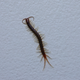 Image for article titled Bug Crawling On Ceiling Must Be Possessed By Demon